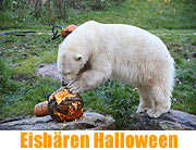 Die Eisbären „Yoghi“ und „Giovanna“ im Tierpark Hellabrunn feiern Halloween (Foto: Martin Schmitz)